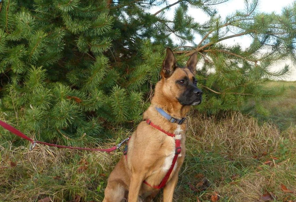Młody Borys w typie  owczarka belgijskiego do adopcji