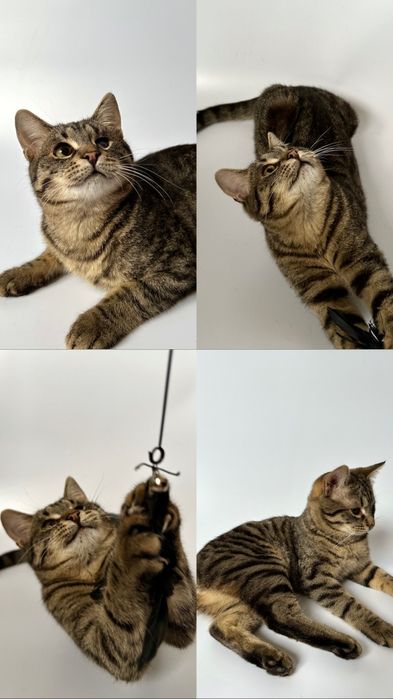 Кот котенок 5 месяцев без глаза