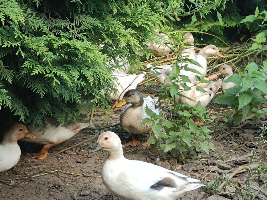 Kaczki Call duck