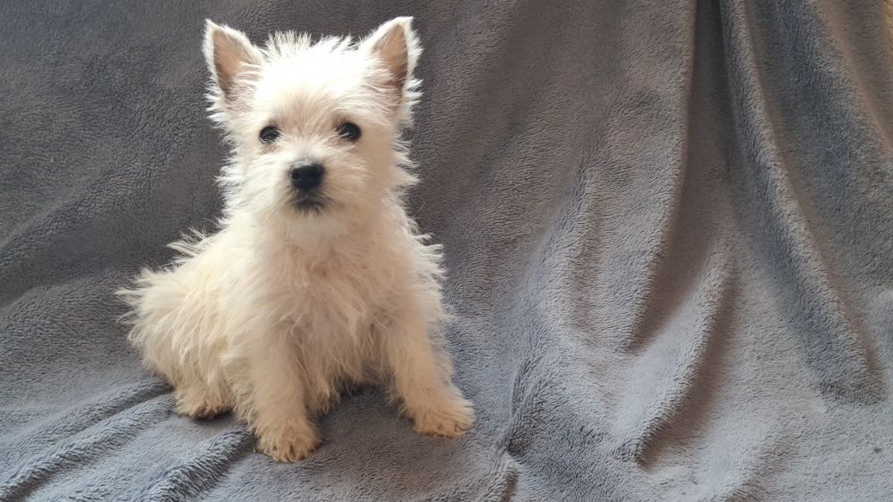 West highland white terrier  chłopiec