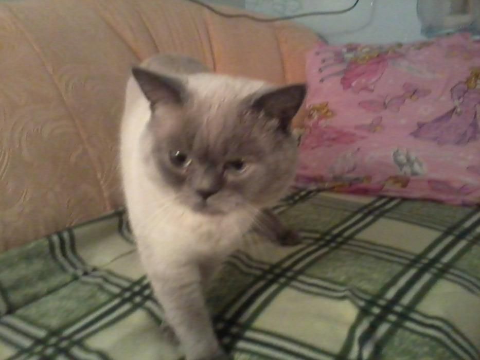 В'язка кішки    м. Умань