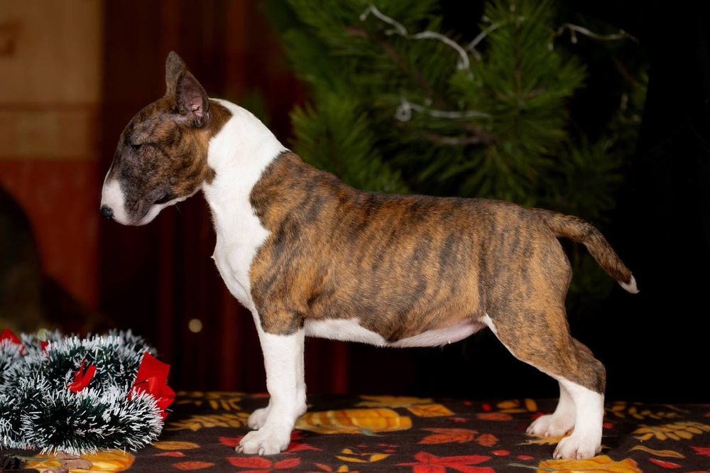 Миники бультерьеры