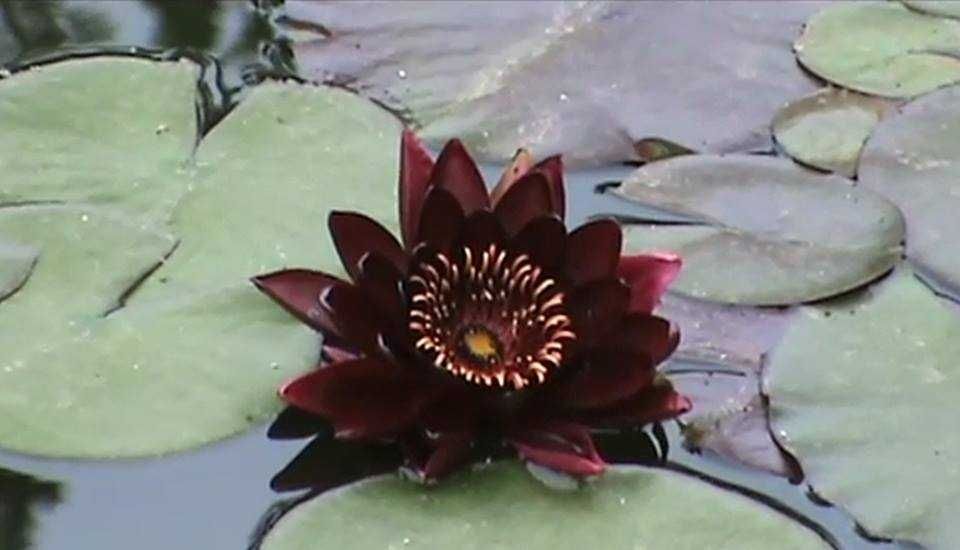 Лілія водяна, німфея Блек Принцес