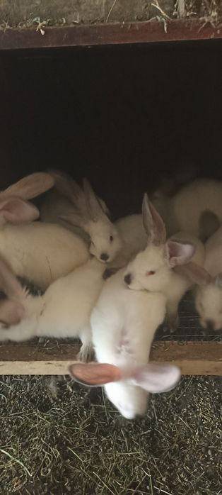 Продам кроленнят Каліфорнійці