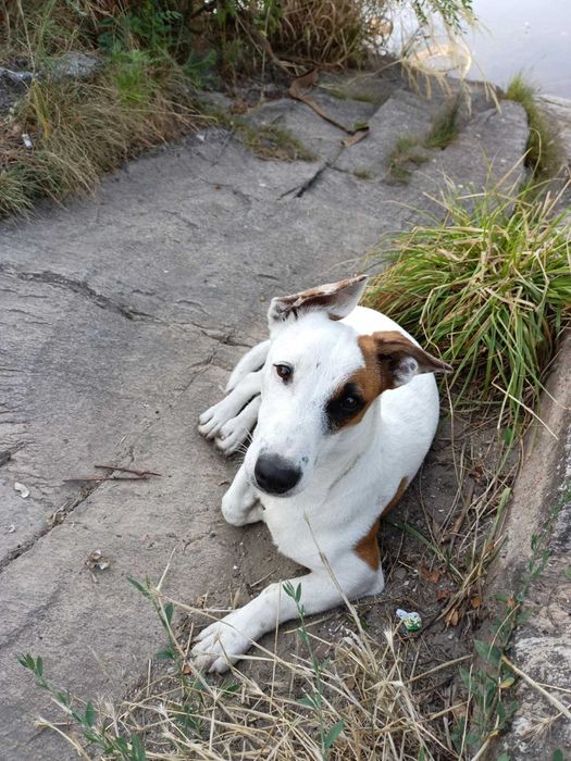 Кабелек молодой Джек Рассел