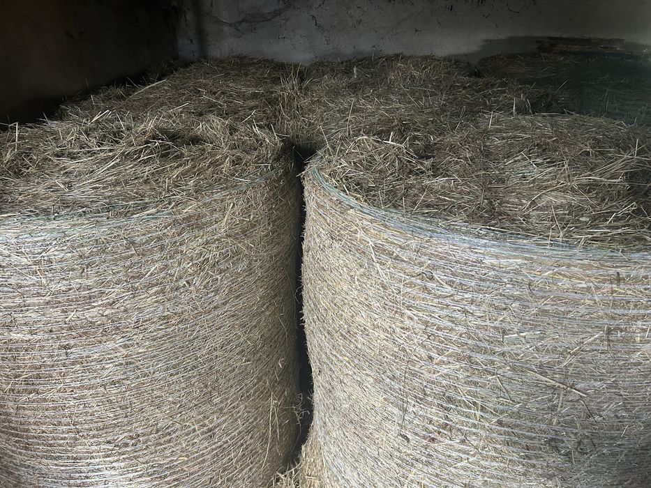 Sprzedam siano tegoroczne