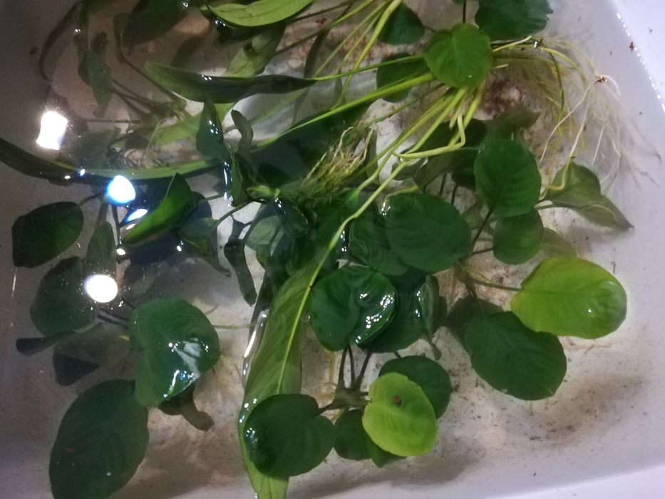 Roślina akwariowa Anubias, anubiasy