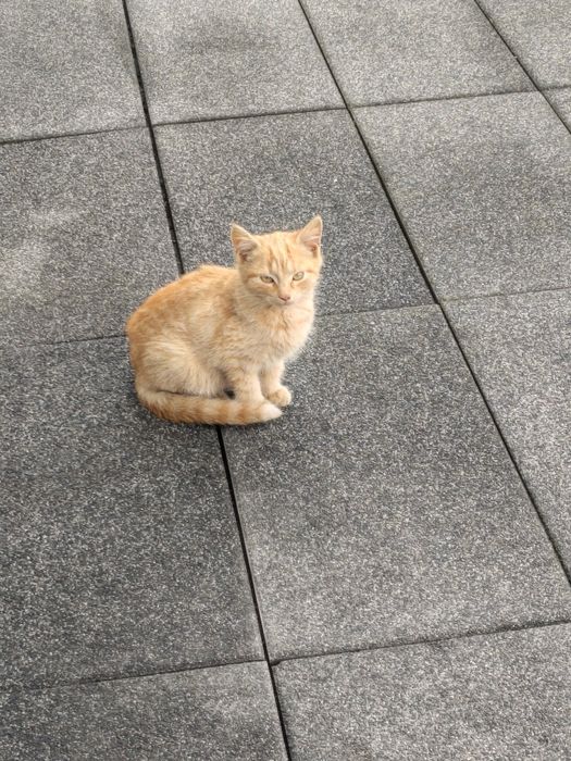 Kotek rudy i czarny z refleksami rudości