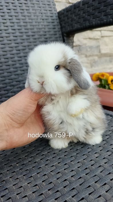 Mini lop króliki karzełek miniaturka baranek hodowla