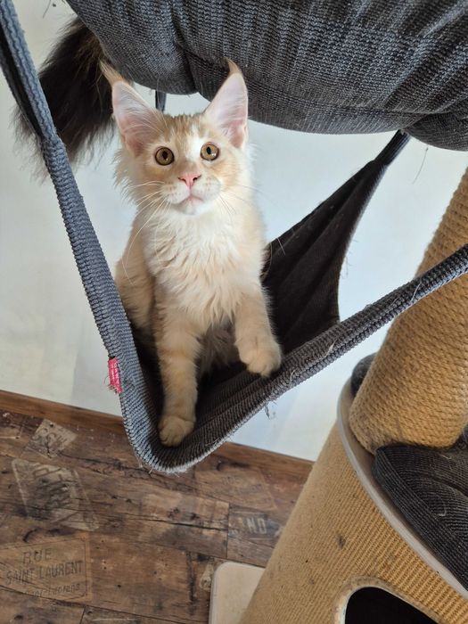 Śliczny srebrno rudy kocur Maine coon