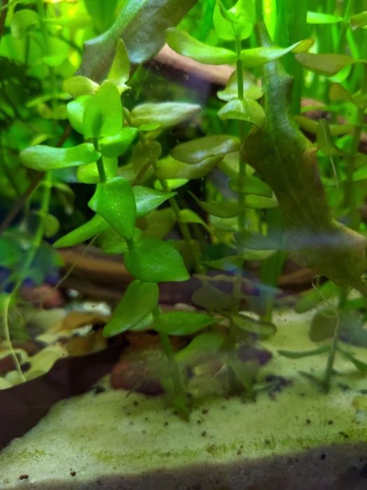 Bacopa 1 sztuka około 15 cm