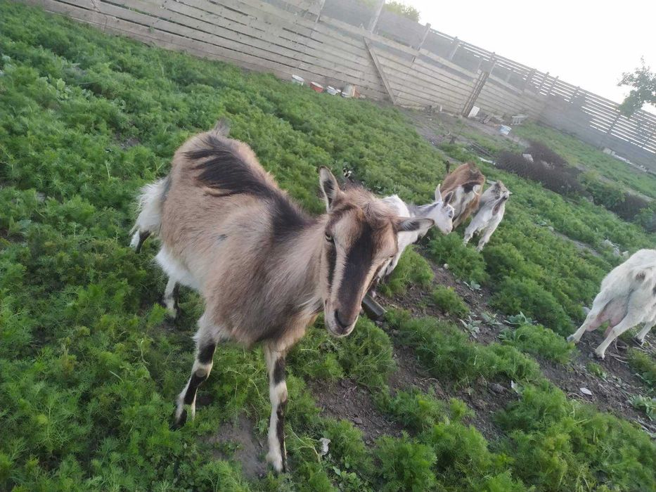 Козлята продаются от высокоудойной козы.