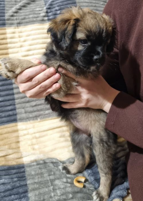 Отдам щенков в добрые и надёжные руки