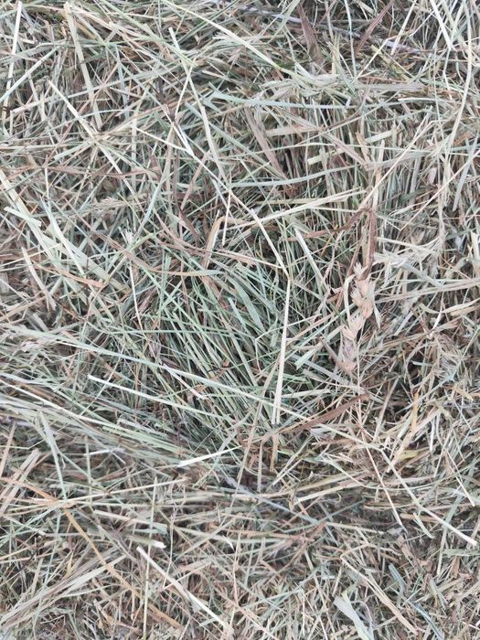 Сіно, сено, трава, отава 2025 для гризунів