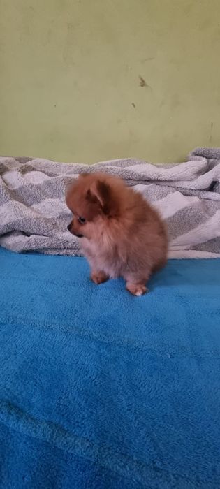 Акция Шпиц померанский щенки