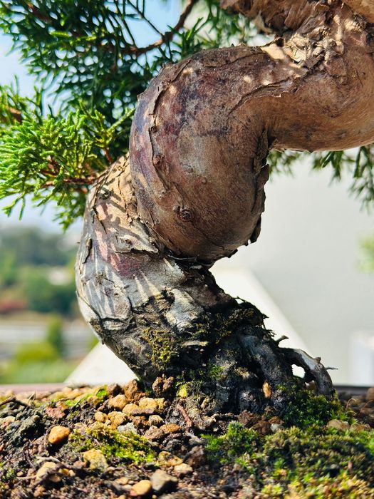 Bonsai Juniperus Itoigawa, 27 anos, do Japão