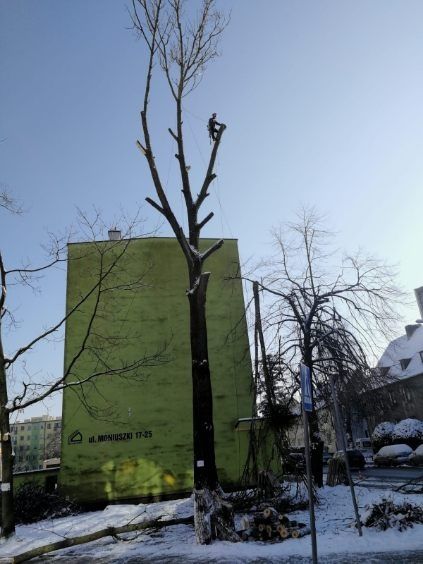 Alpinistyczna wycinka, pielęgnacja drzew. Karczowanie działek.