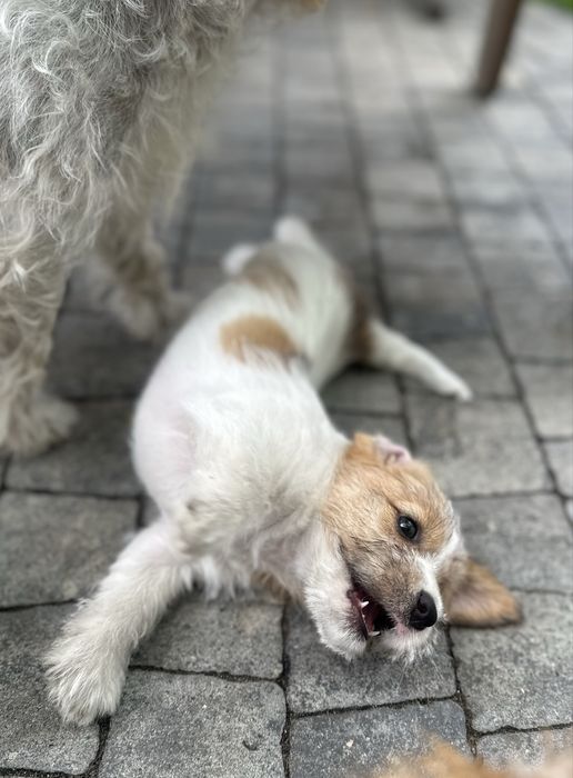 Jack Russell Terrier
