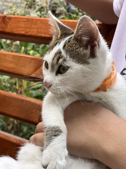 Дівчинка Соня шукає дім