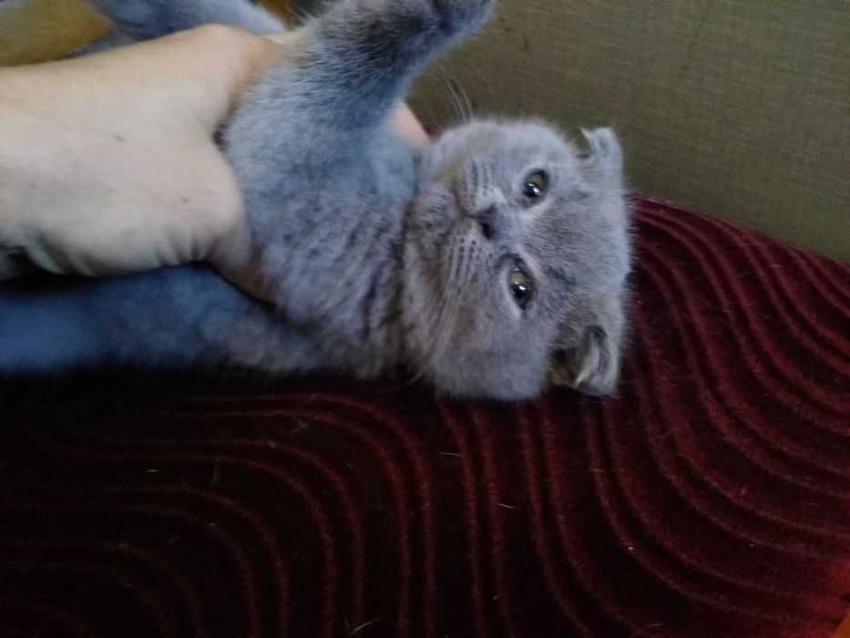 Вислоухий котенок серо-голубого окраса