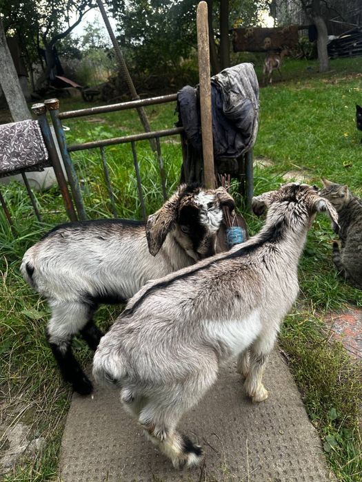 Продам двух козлят