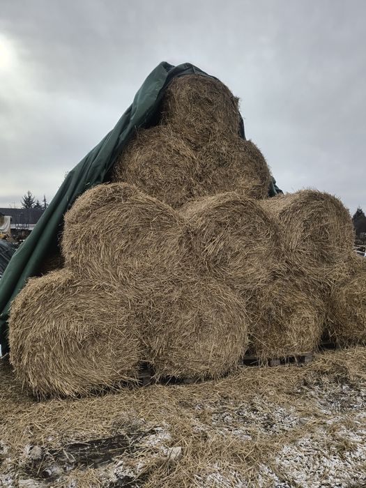 Sprzedam słomę z przenżyta