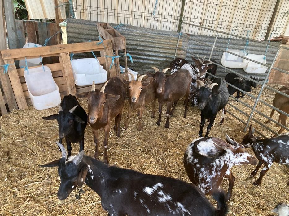 Vende-se cabras