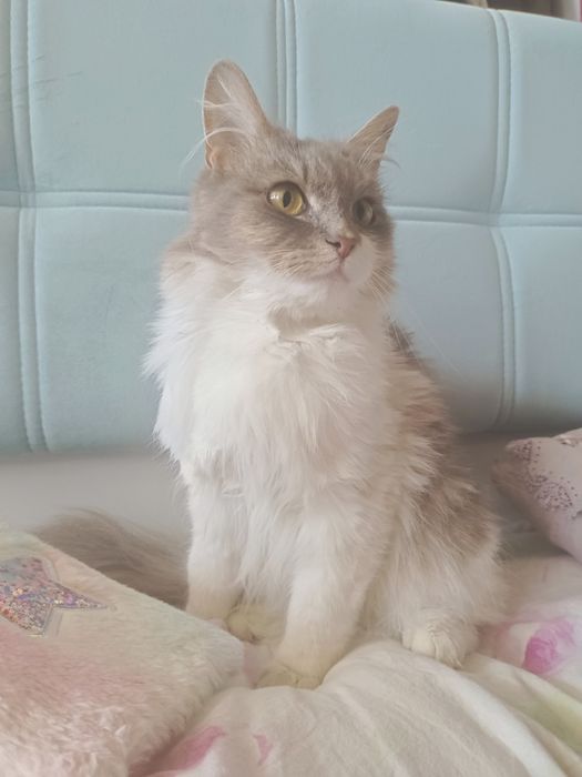 Шукаємо дім для кошечки