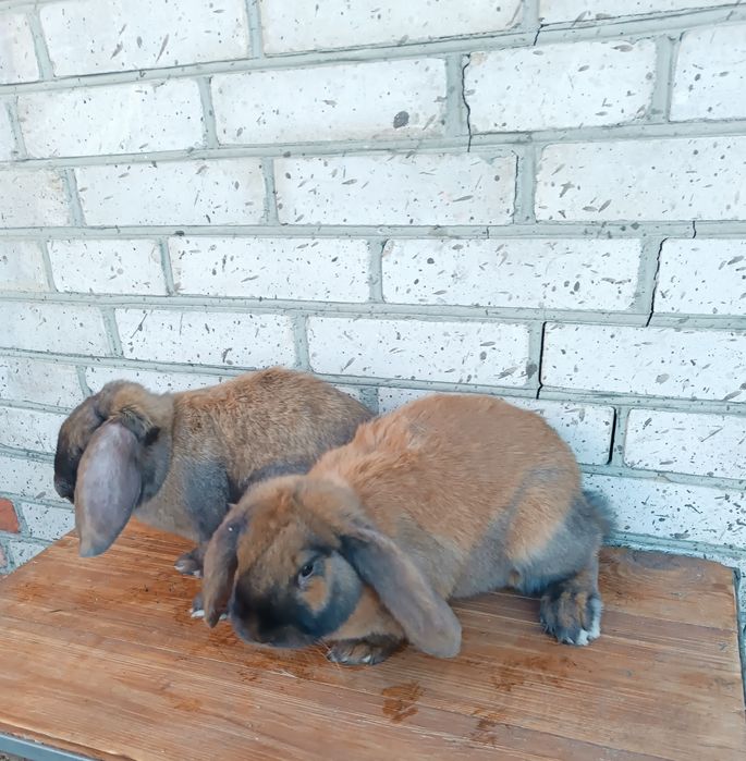 Продам кроликів французький баран