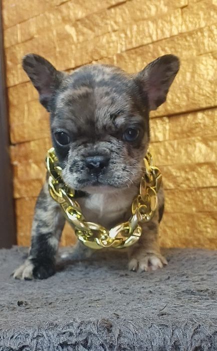 Дівчинка породи французький бульдог.