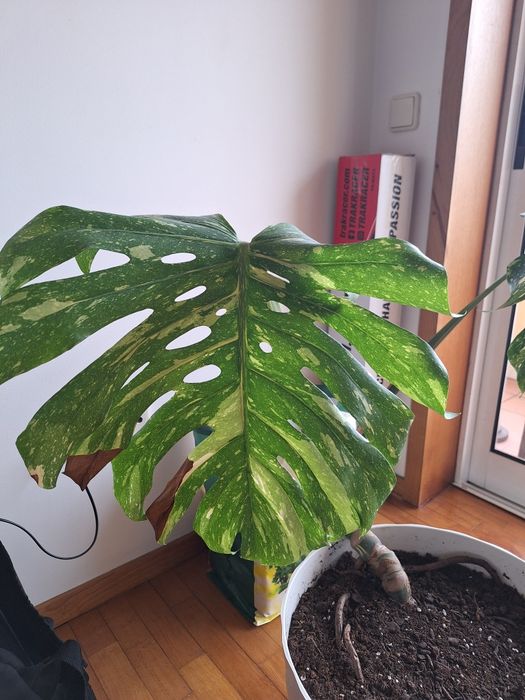 Monstera variegata