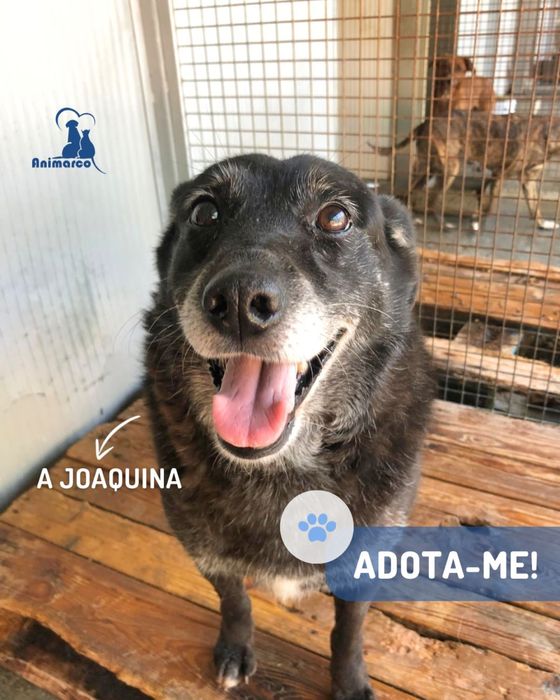 Joaquina - cadela senior para adoção