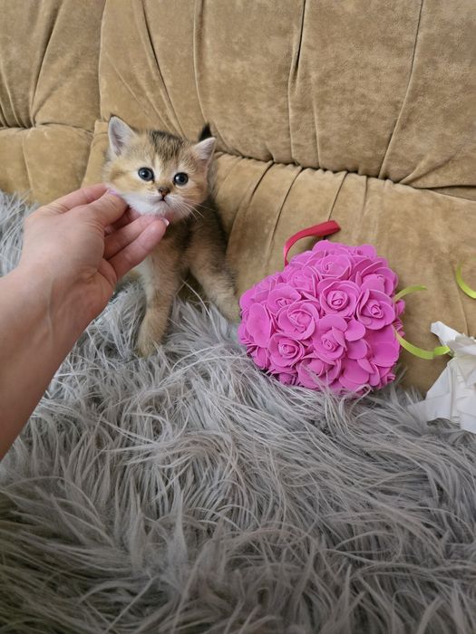 Кошенята шотландці