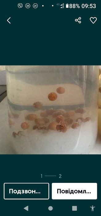 Индийский морской рис рисовий гриб