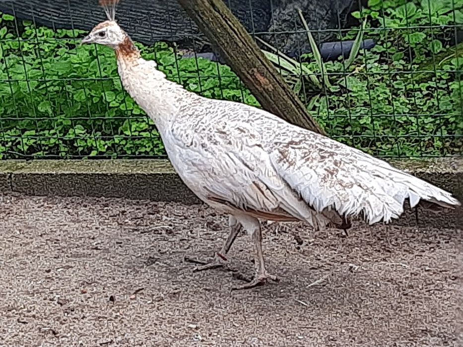 Pavões  de várias  raças