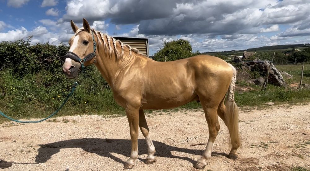 Cavalo palomino lusitano