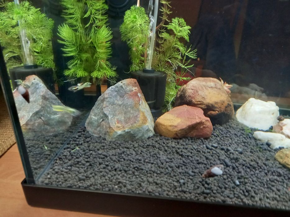 Peixes Guppys Endler