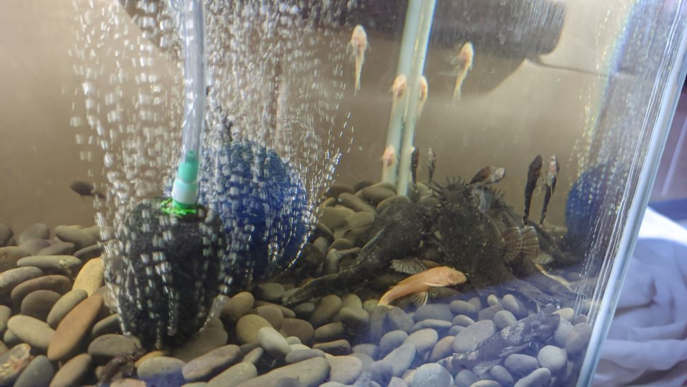 Малёк анциструса обыкновенного 1-2 -3 - 4 см, темный и альбинос