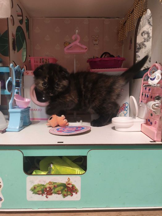 Кошенята Скотиш фолд