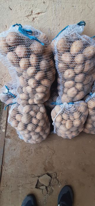 Ziemniaki Irga, Ricarda,  25zl-15kg. Paszowe, drobne 10zl-15kg