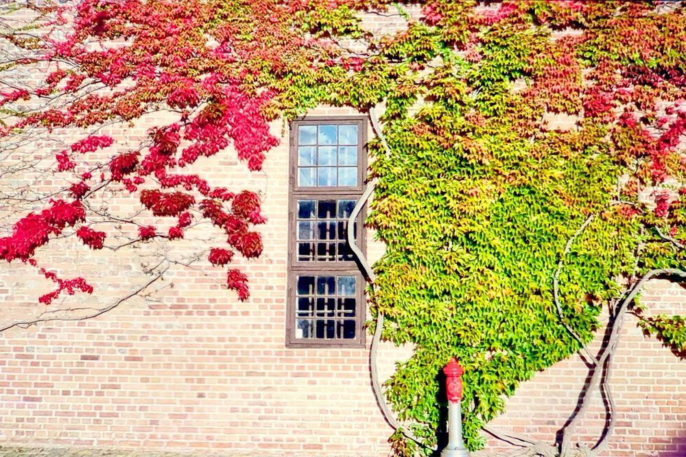 Konica C35 2.8 35mm Hexar Rangefinder testada olympus nikon