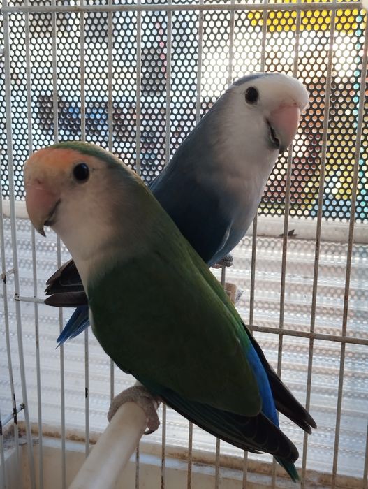 Agapornis roseicollis fêmeas