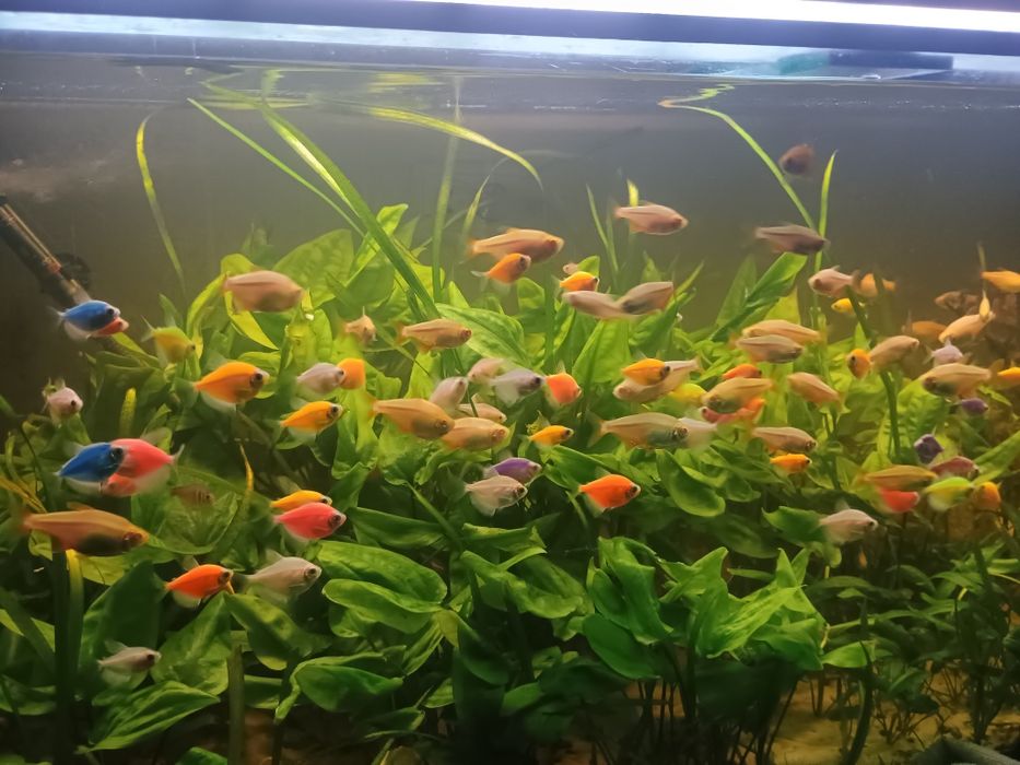 Продам рибок мирних