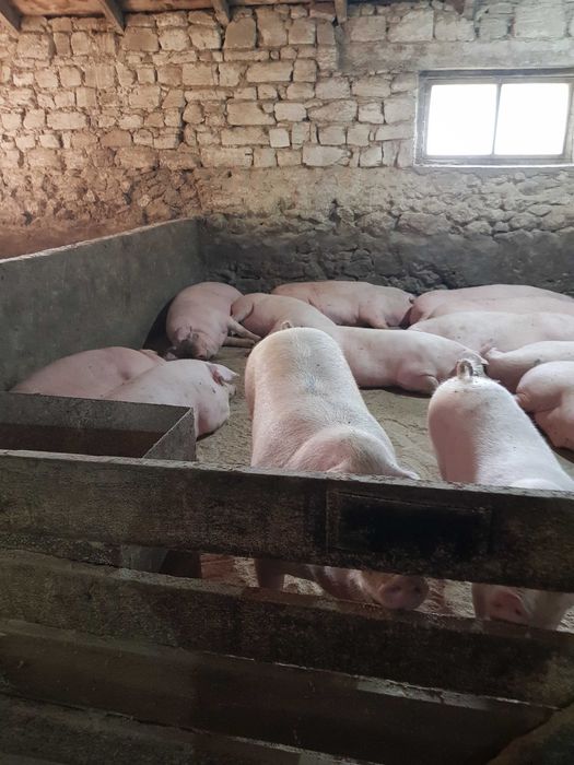 Продаєм свині, трьохпородний гібрид, вага 160-200