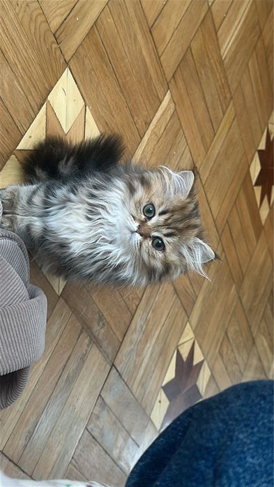 Кішечка Золота шиншила