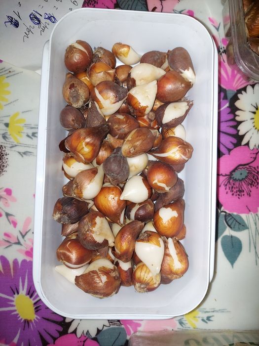 Цибулини тюльпанів Дарвіна гібрид