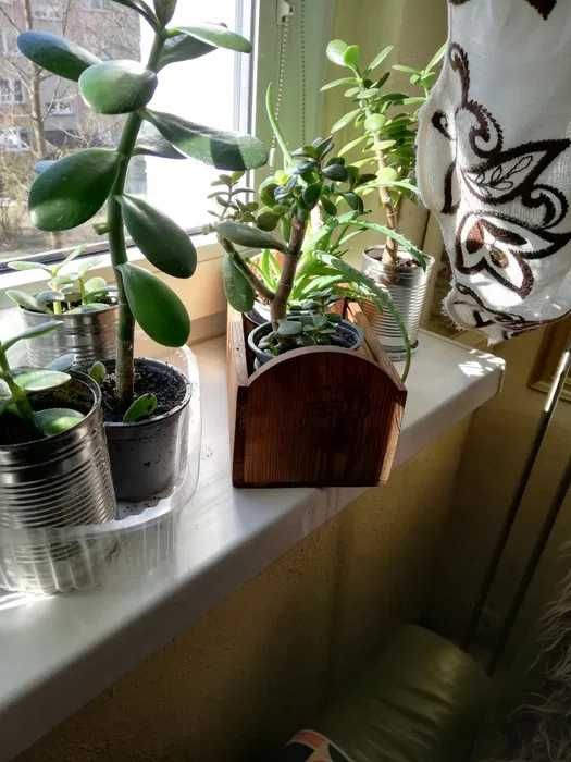 Kwiaty Doniczkowe- Mięta. Aloes. Drzewko. Szczęścia- grubosz zamiana