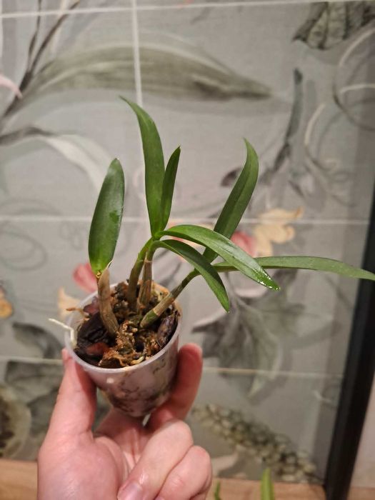 Storczyk dendrobium 'Berry Oda'