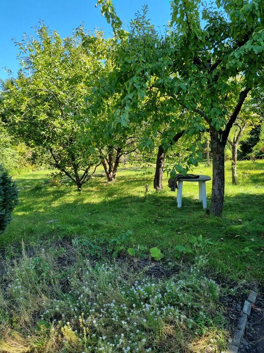 Działka ROD Bajki, Kolonia: Narcyzy - Sztabowa