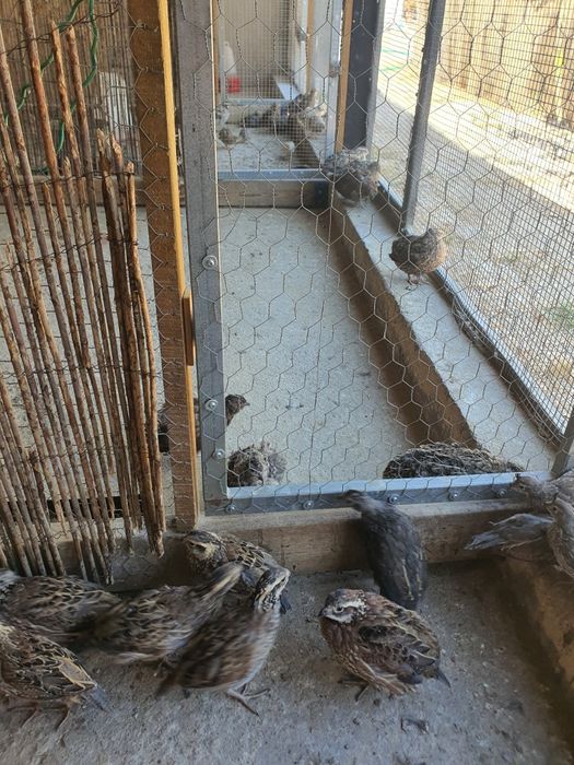 Codorniz da Califórnia e da Virginia